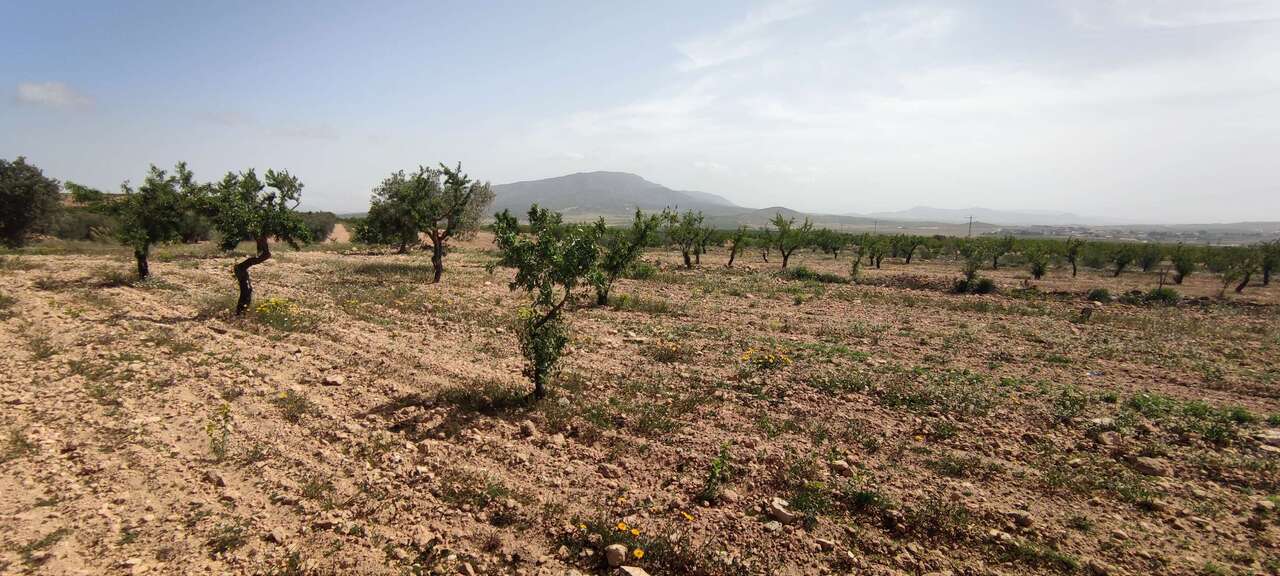 29689-country-house-for-sale-in-pinoso-1821706-large