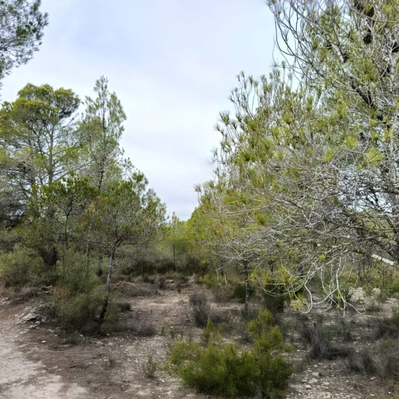 Building Plot in Monovar (Alicante)