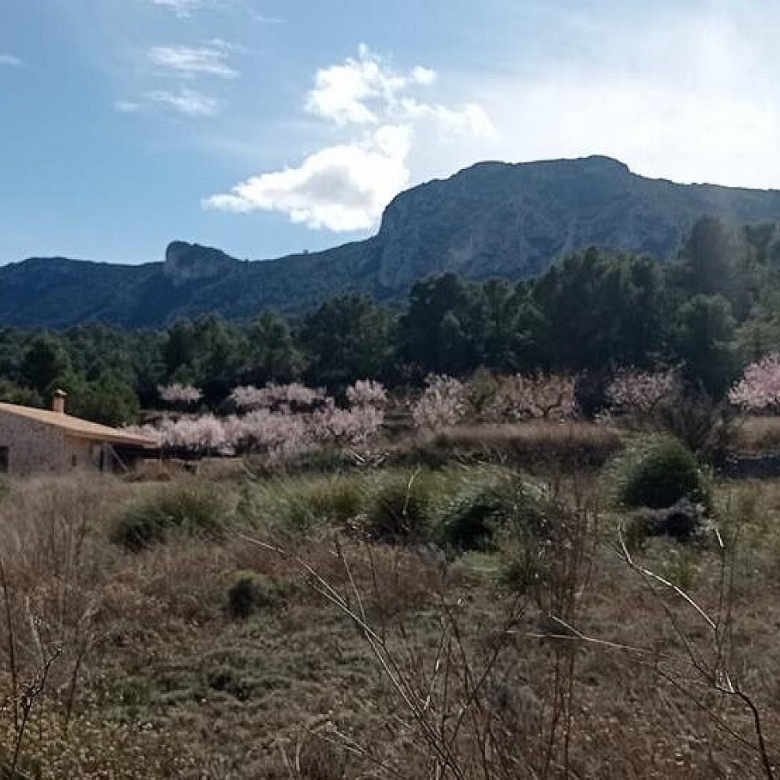 Grundstück in La Romana (Alicante)