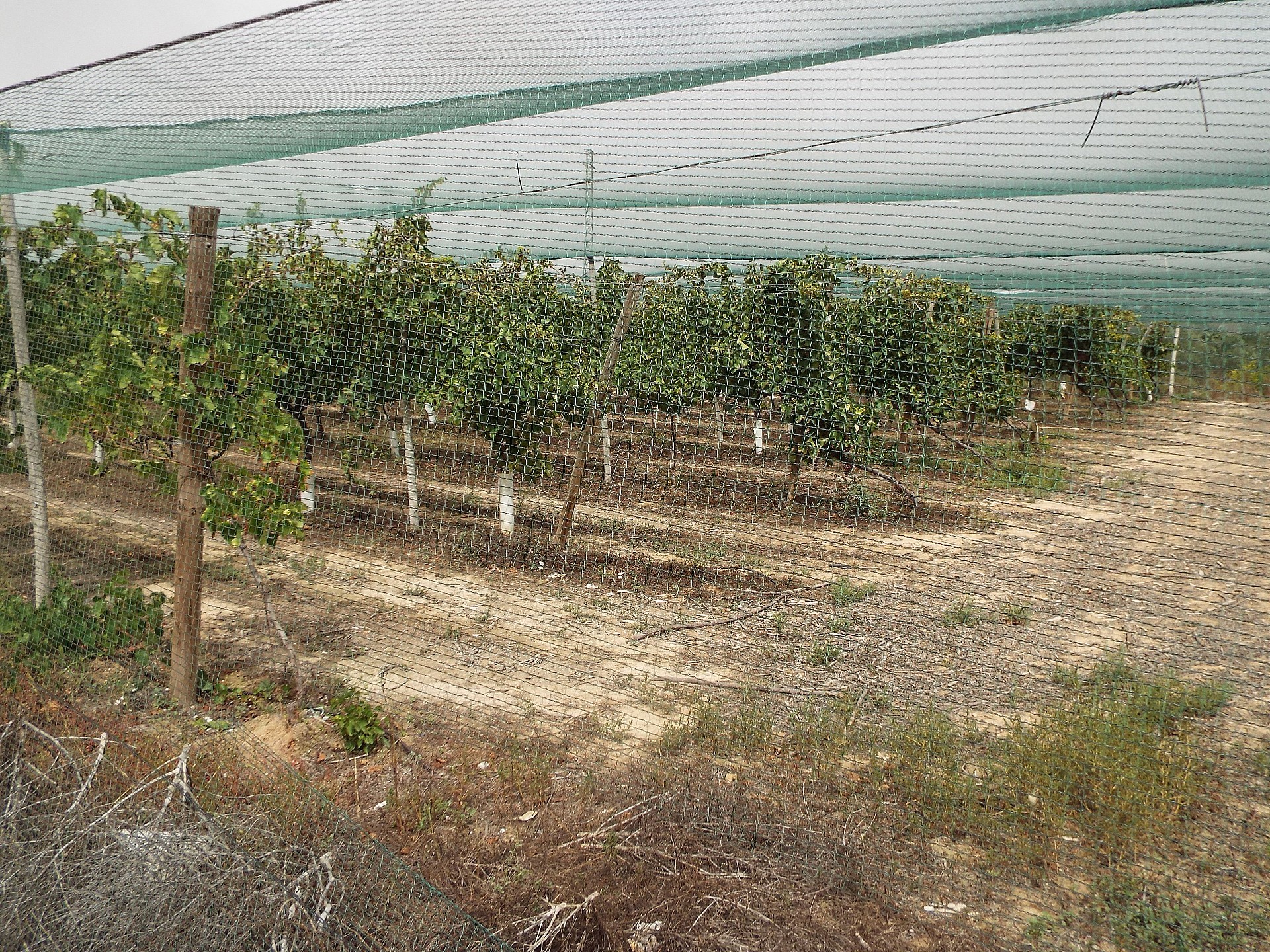 w_8sv7tc0g6znistvzbnne