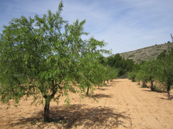 Grundstück in Yecla (Murcia)