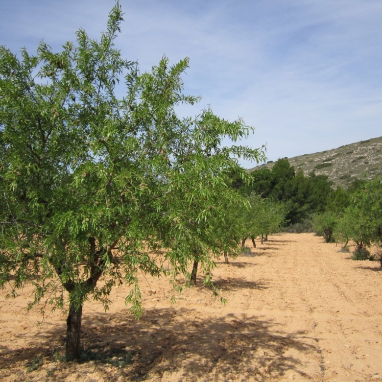 Grundstück in Yecla (Murcia)