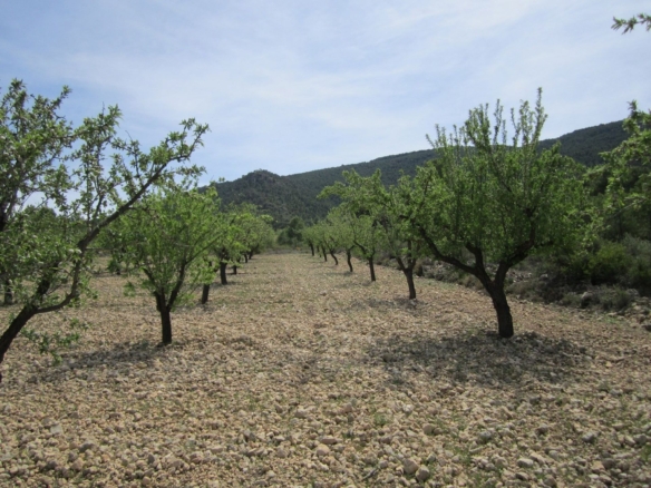 Grundstück in Yecla (Murcia)