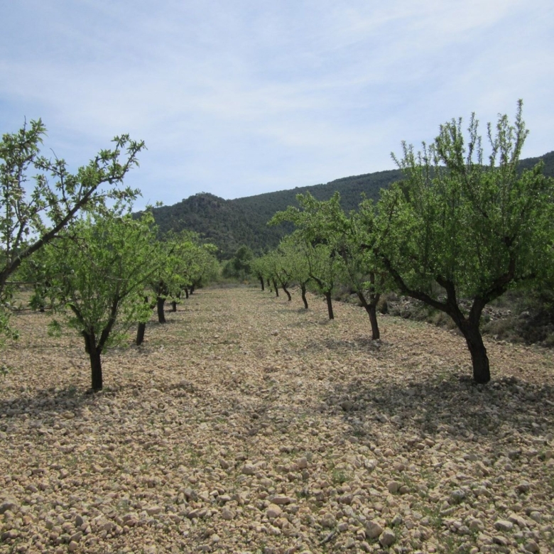 Grundstück in Yecla (Murcia)