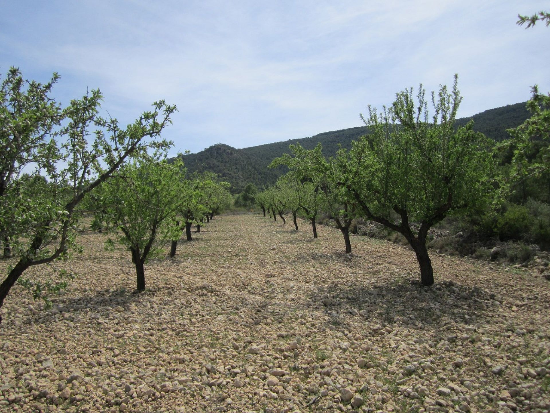 Grundstück in Yecla (Murcia) Grundstück in Yecla (Murcia)