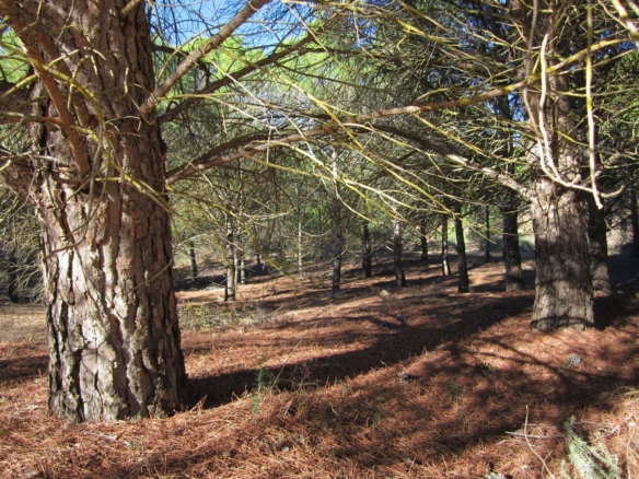 Grundstück in Yecla (Murcia)
