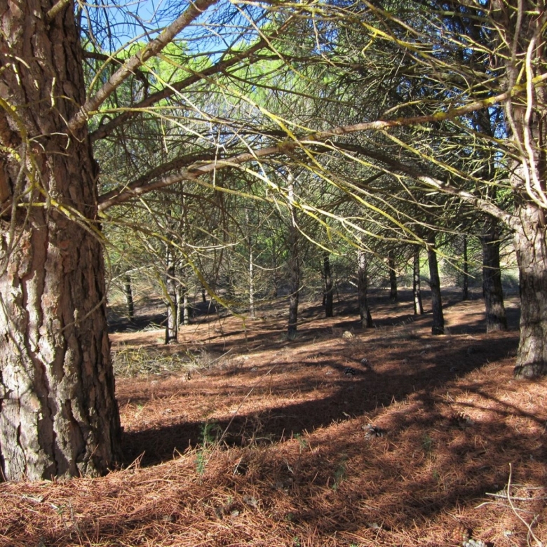 Grundstück in Yecla (Murcia)