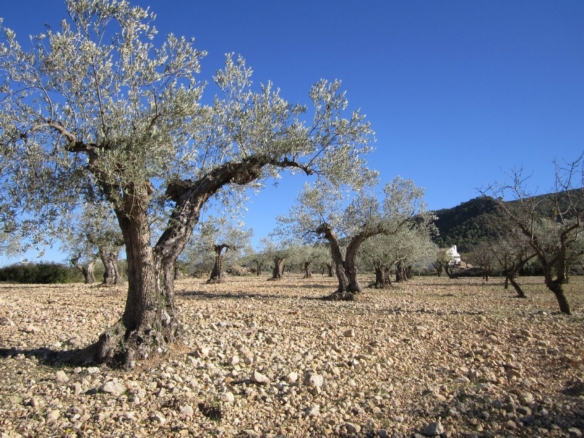 Grundstück in Yecla (Murcia)