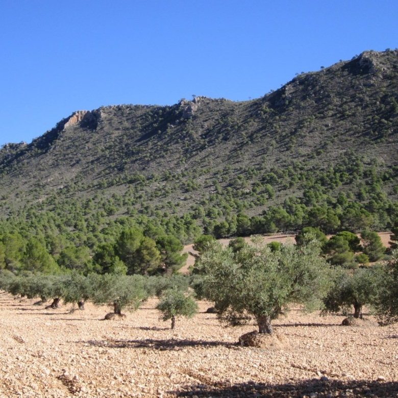 Grundstück in Yecla (Murcia)