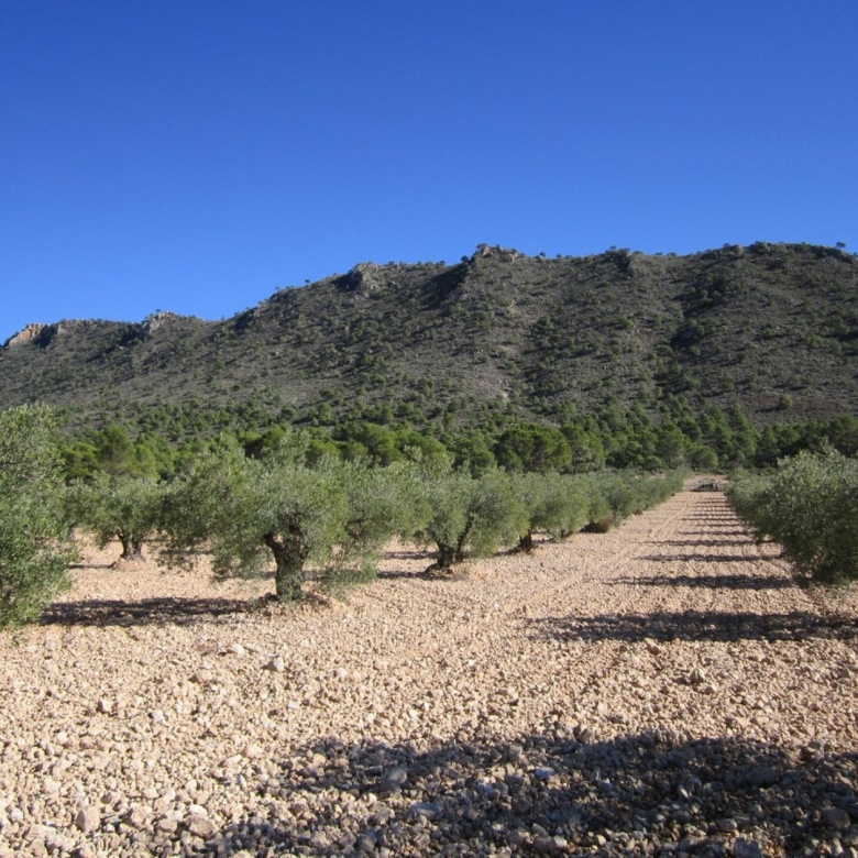 Grundstück in Yecla (Murcia)