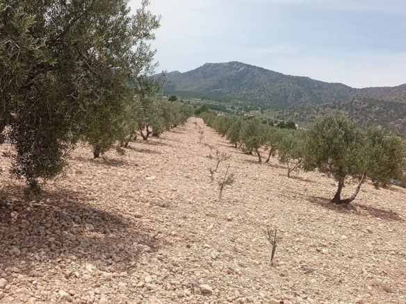 Grundstück in Salinas (Alicante)