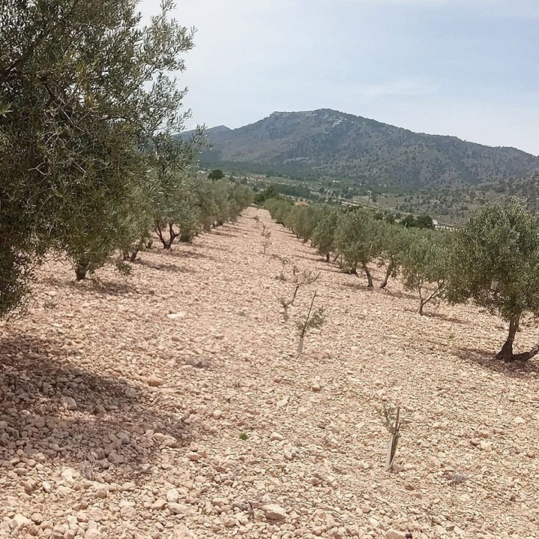 Grundstück in Salinas (Alicante)