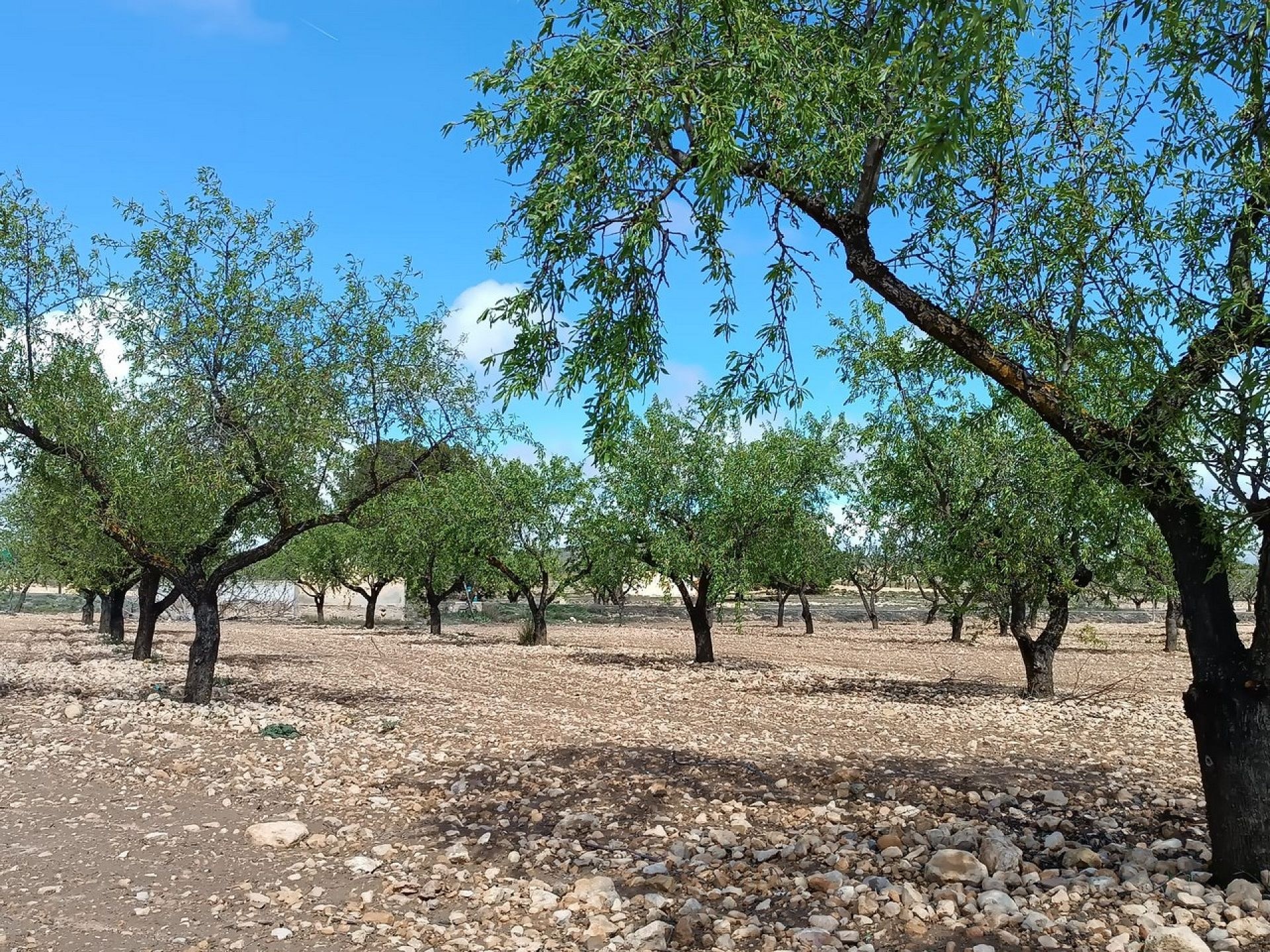 w_whatsapp-image-2025-04-02-at-11.16.57-3-