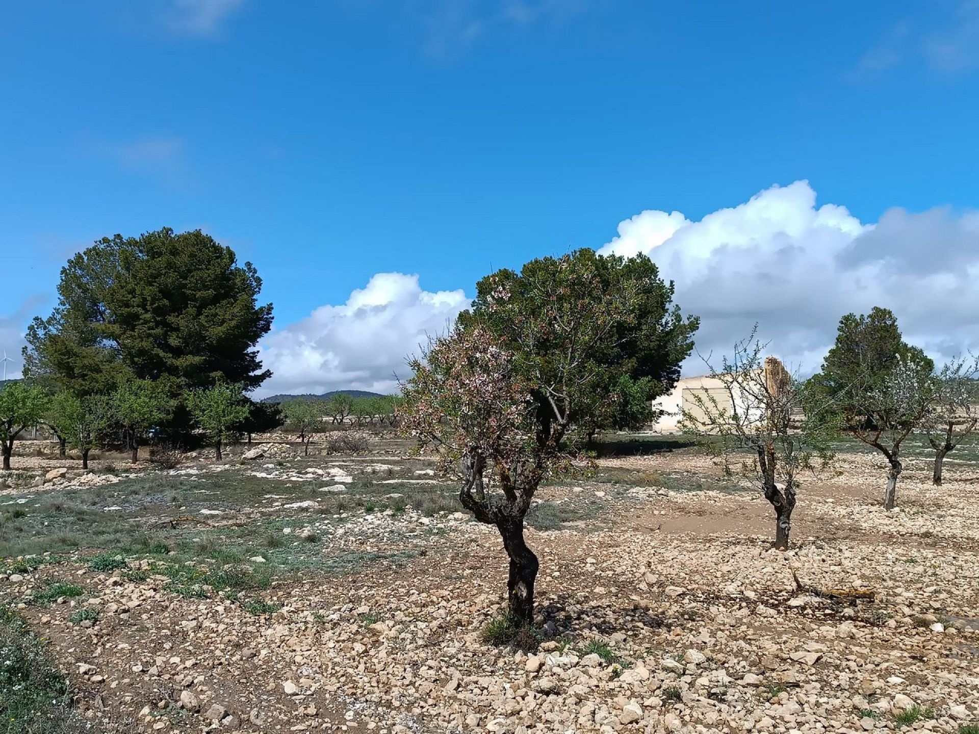 w_whatsapp-image-2025-04-02-at-11.16.59-2-