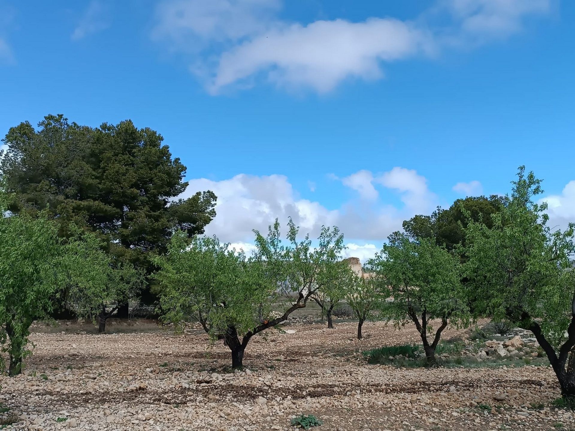 w_whatsapp-image-2025-04-02-at-11.17.01-1-