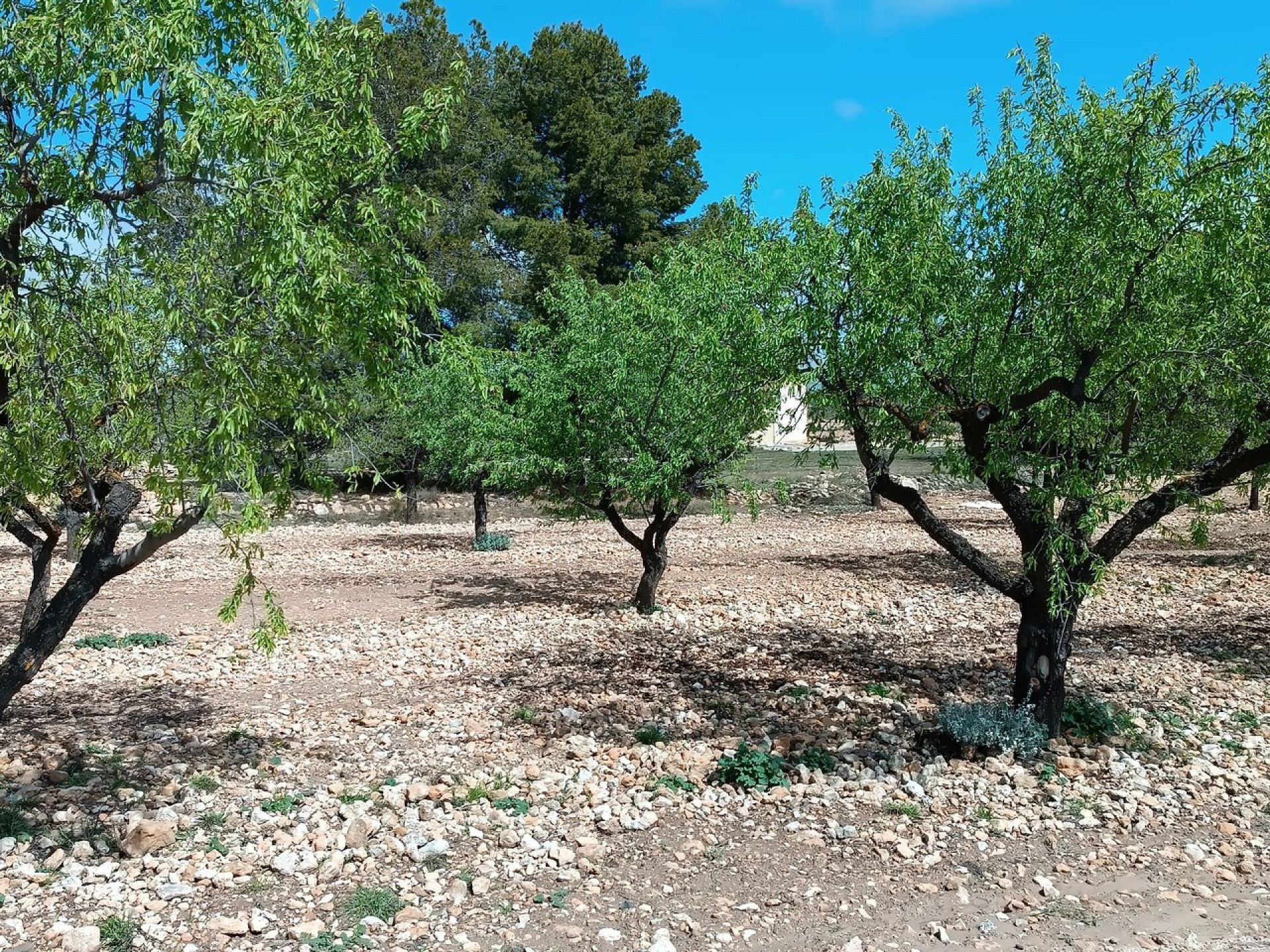 w_whatsapp-image-2025-04-02-at-11.17.01-2-