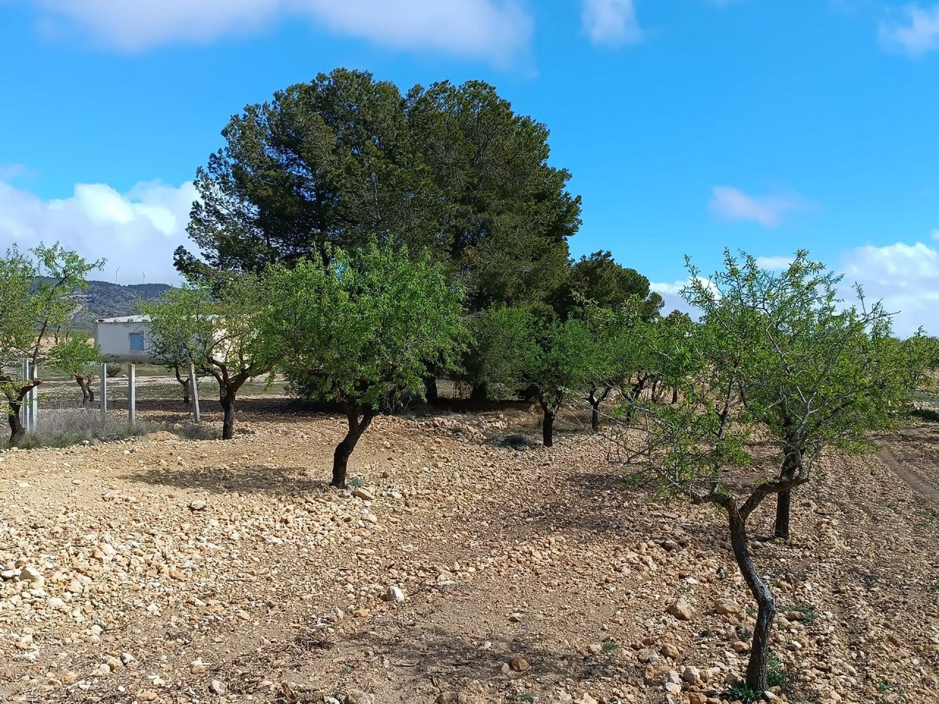 w_whatsapp-image-2025-04-02-at-11.17.01-3-