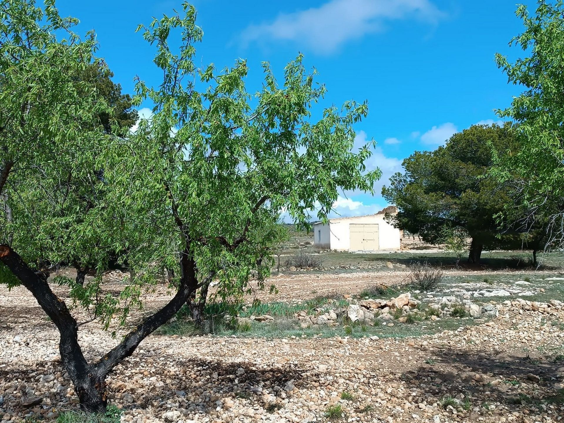 w_whatsapp-image-2025-04-02-at-11.17.01