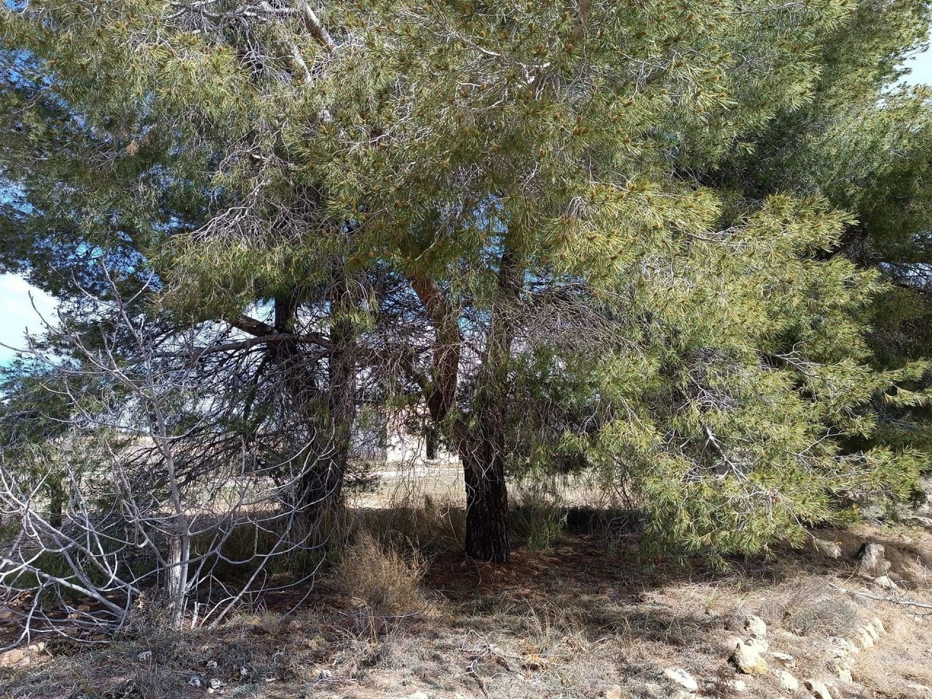 w_whatsapp-image-2025-04-02-at-11.17.07