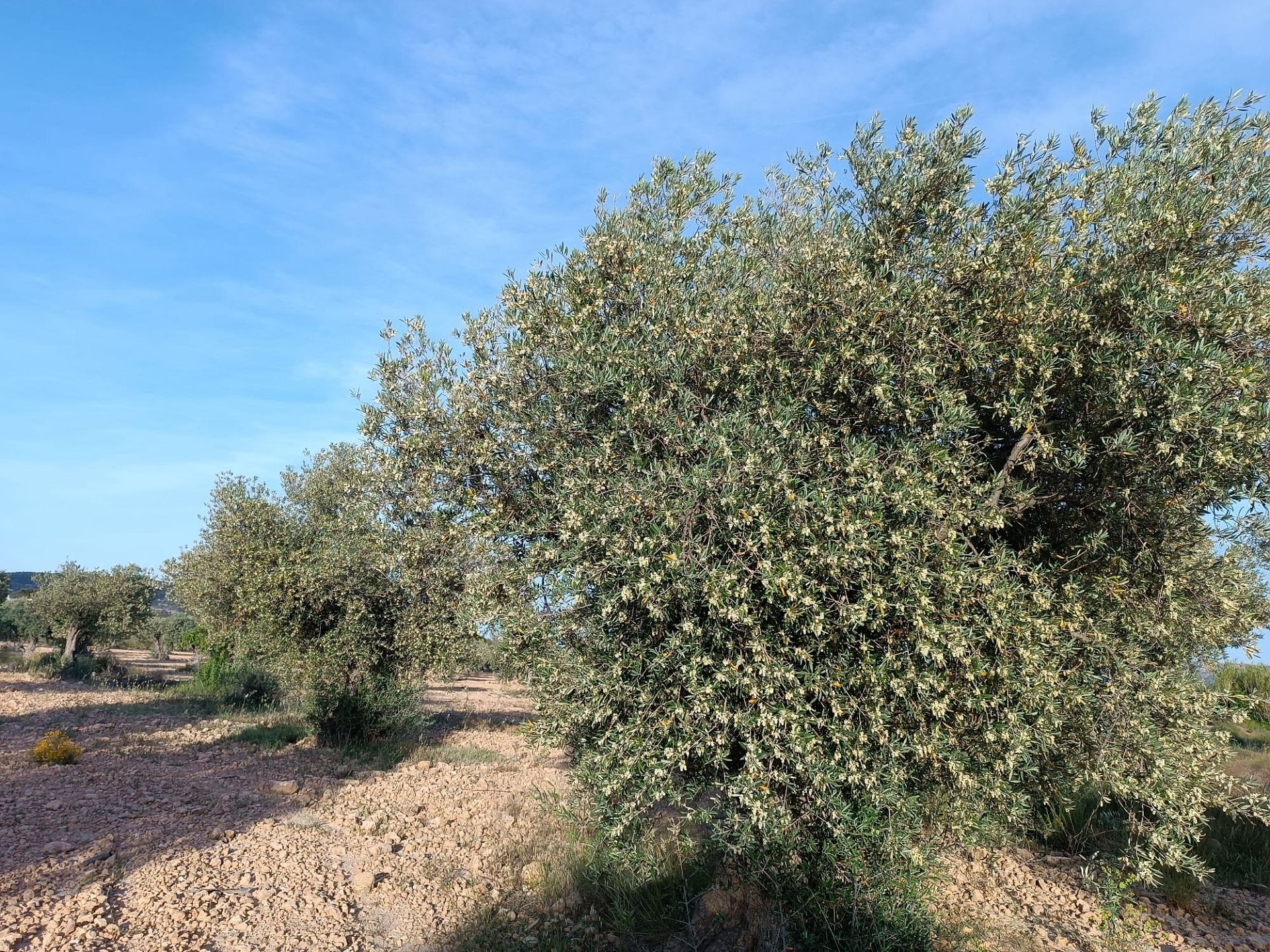 w_whatsapp-image-2025-06-03-at-10.50.13