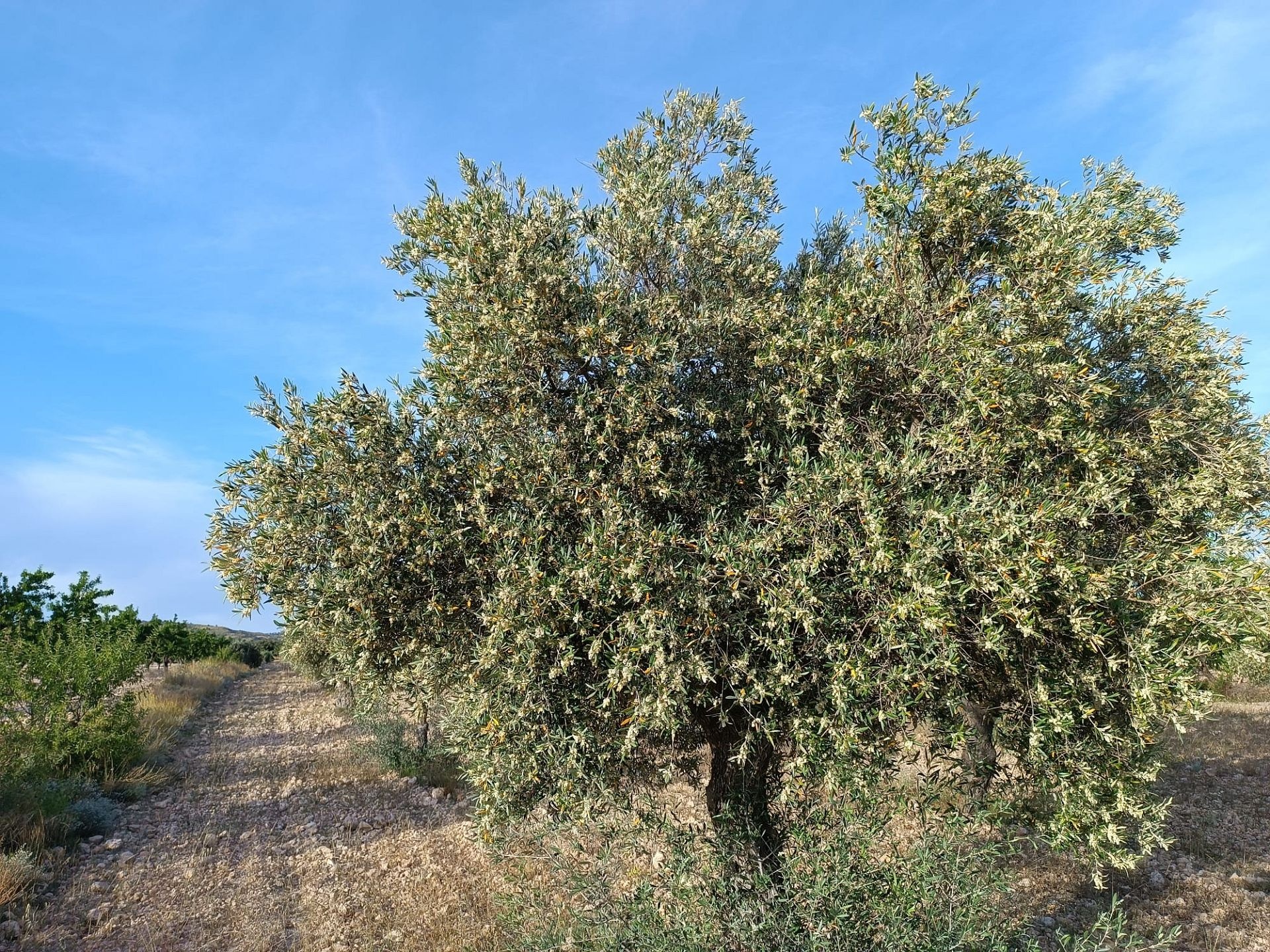 w_whatsapp-image-2025-06-03-at-10.50.14-3-