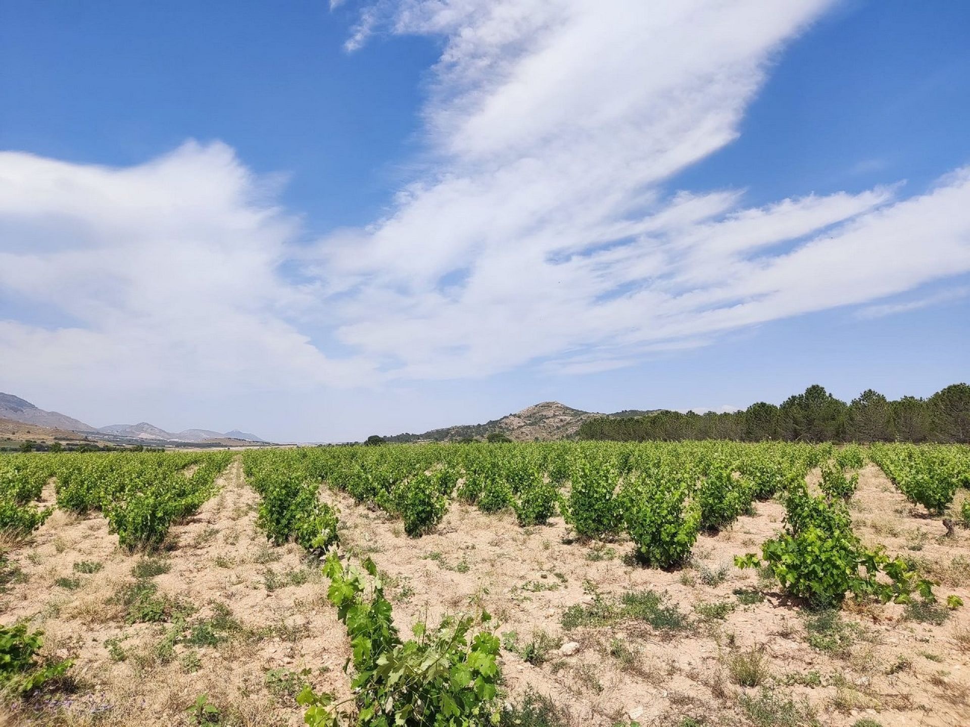 w_whatsapp-image-2025-06-06-at-18.47.13