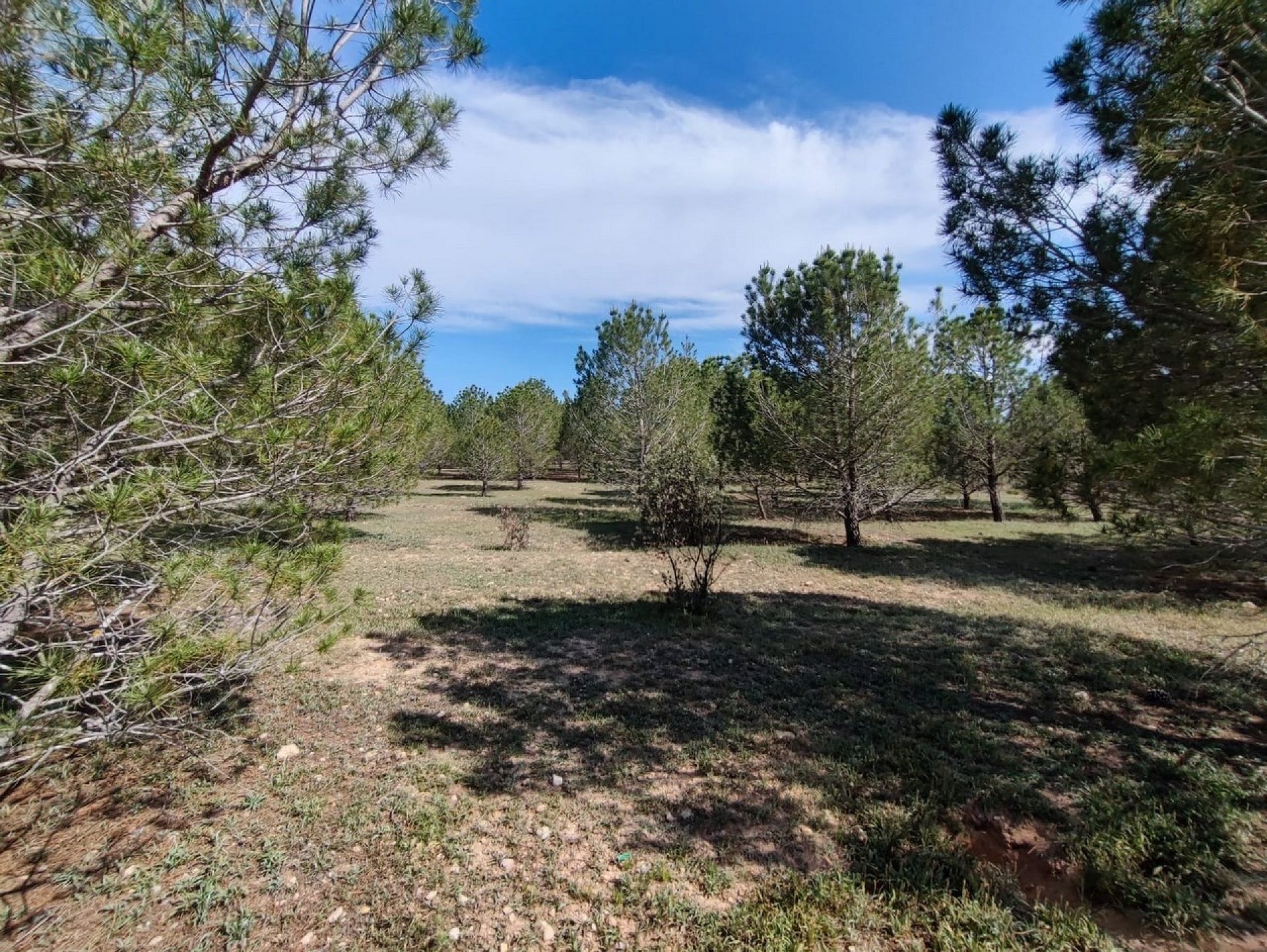 w_whatsapp-image-2025-06-06-at-18.47.37-1-