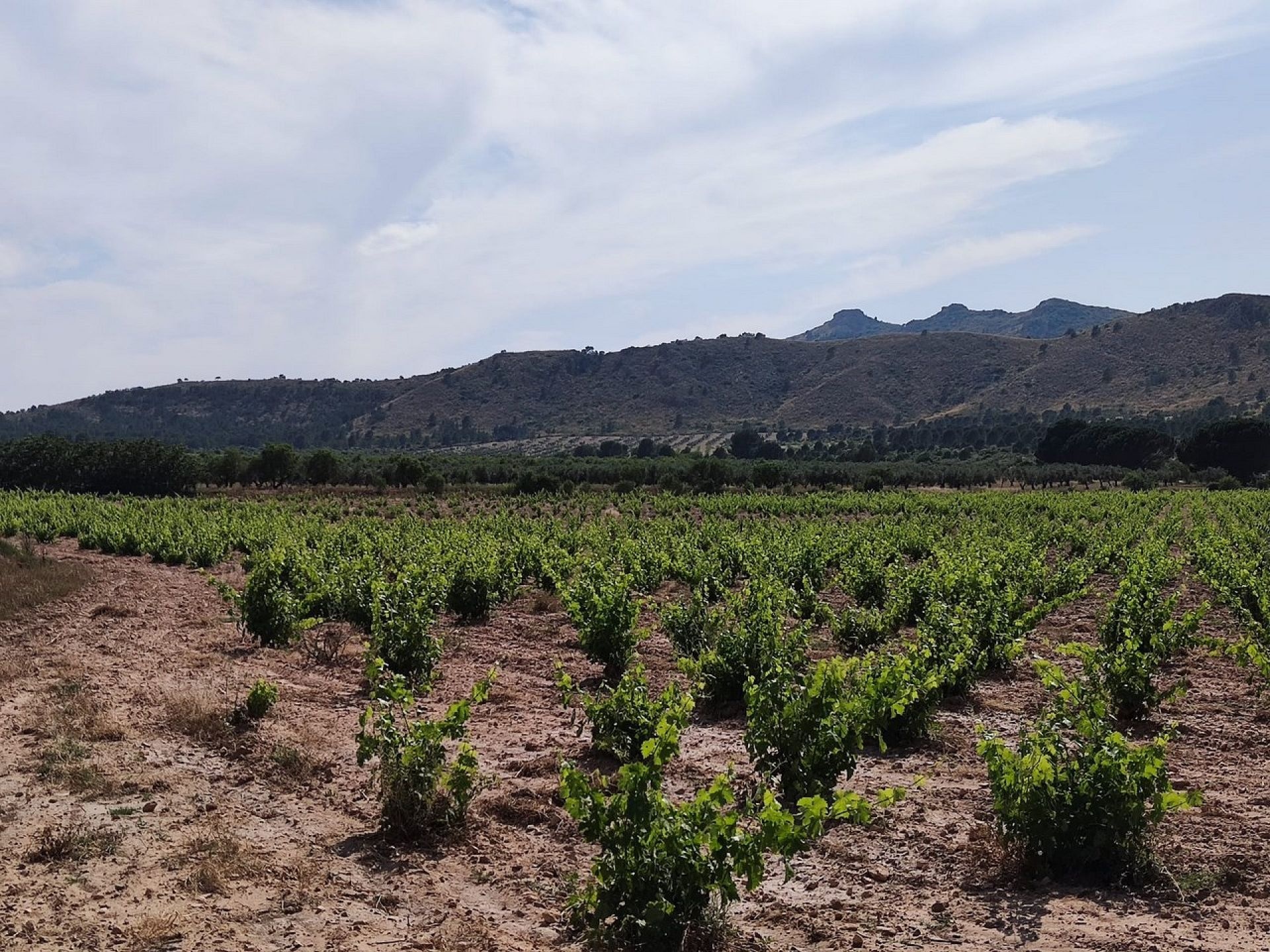 w_whatsapp-image-2025-06-06-at-18.47.38