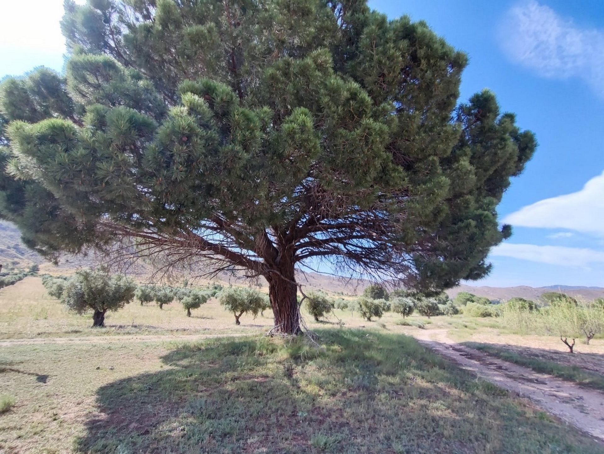 w_whatsapp-image-2025-06-06-at-18.47.42-2-