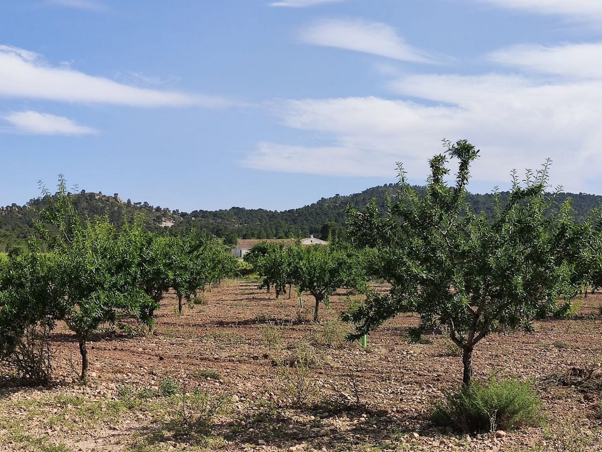 w_whatsapp-image-2025-06-06-at-18.48.03-1-