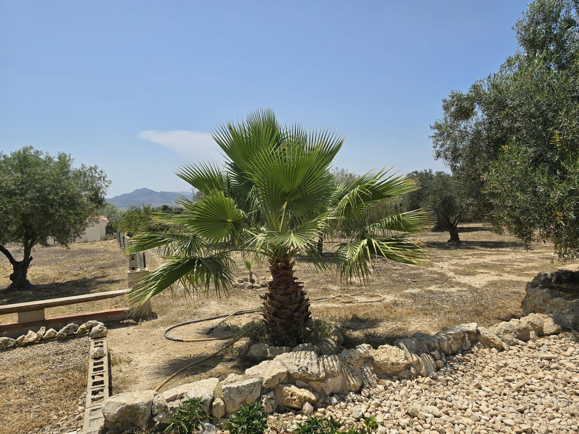 w_whatsapp-image-2025-06-25-at-12.21.14-4-