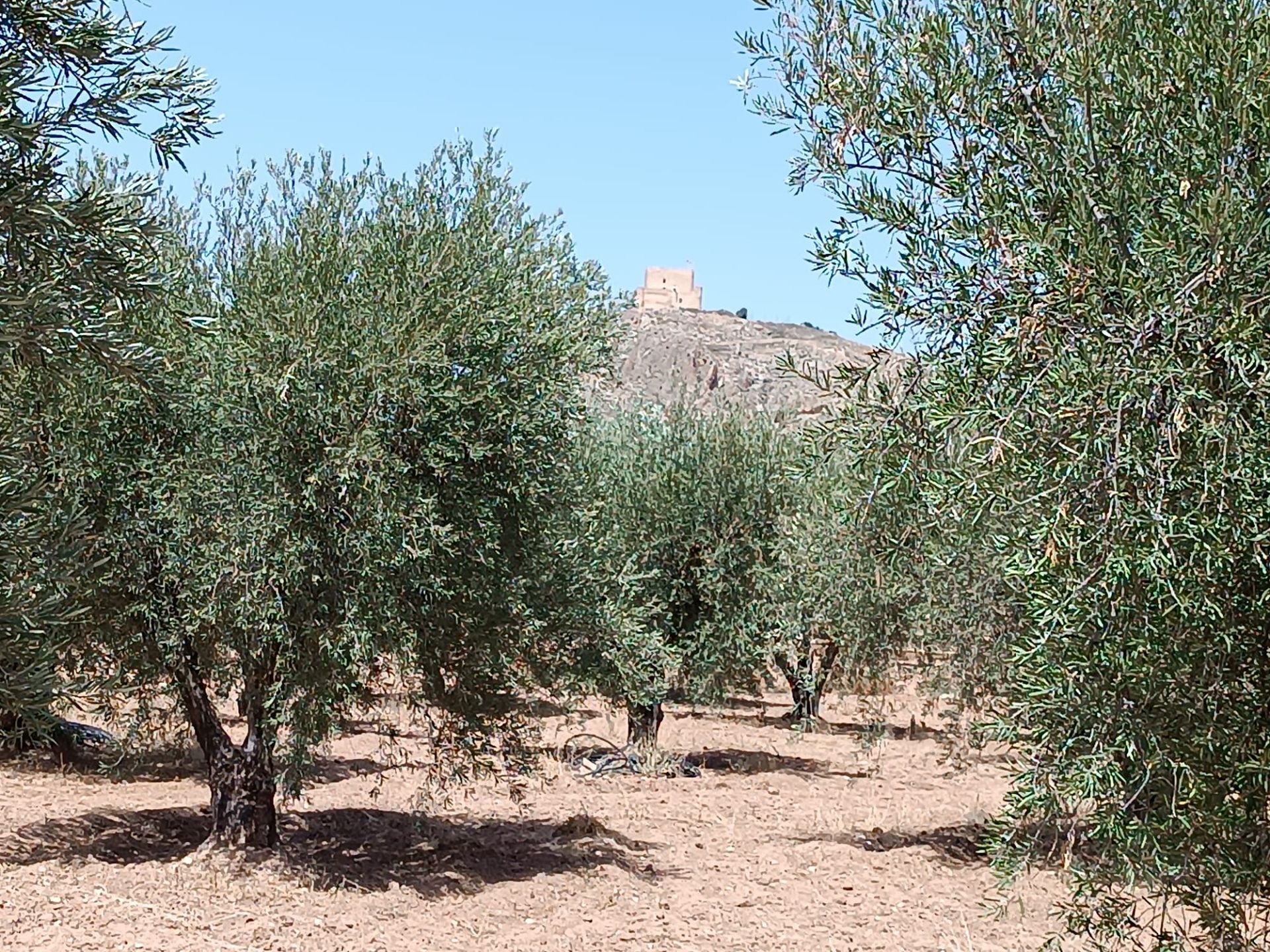 w_whatsapp-image-2025-07-15-at-16.36.40-4-