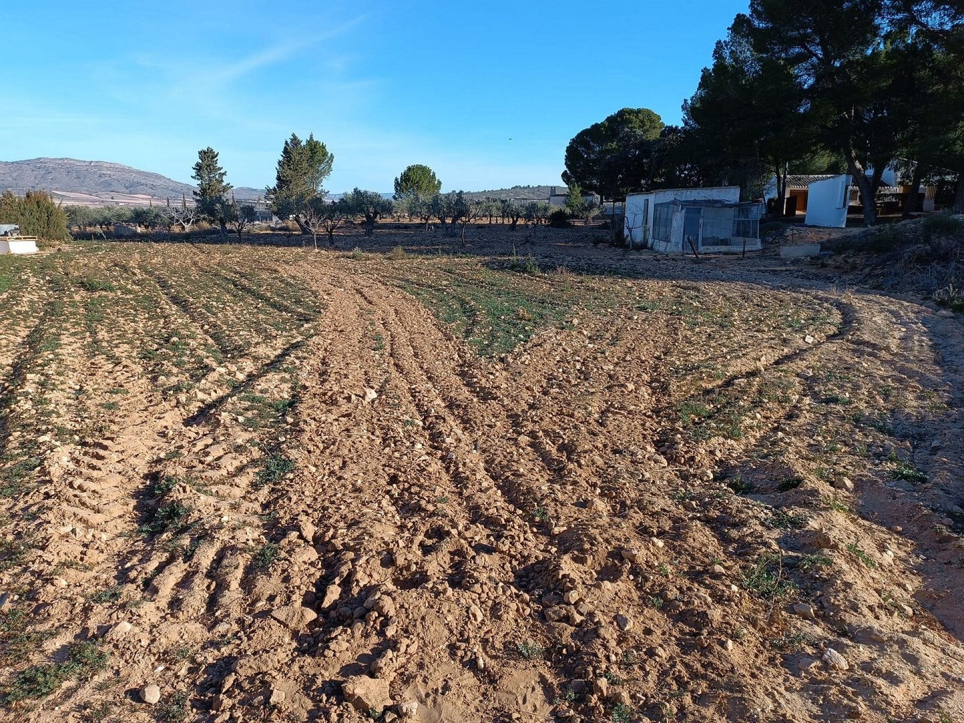 w_whatsapp-image-2025-07-31-at-20.20.39