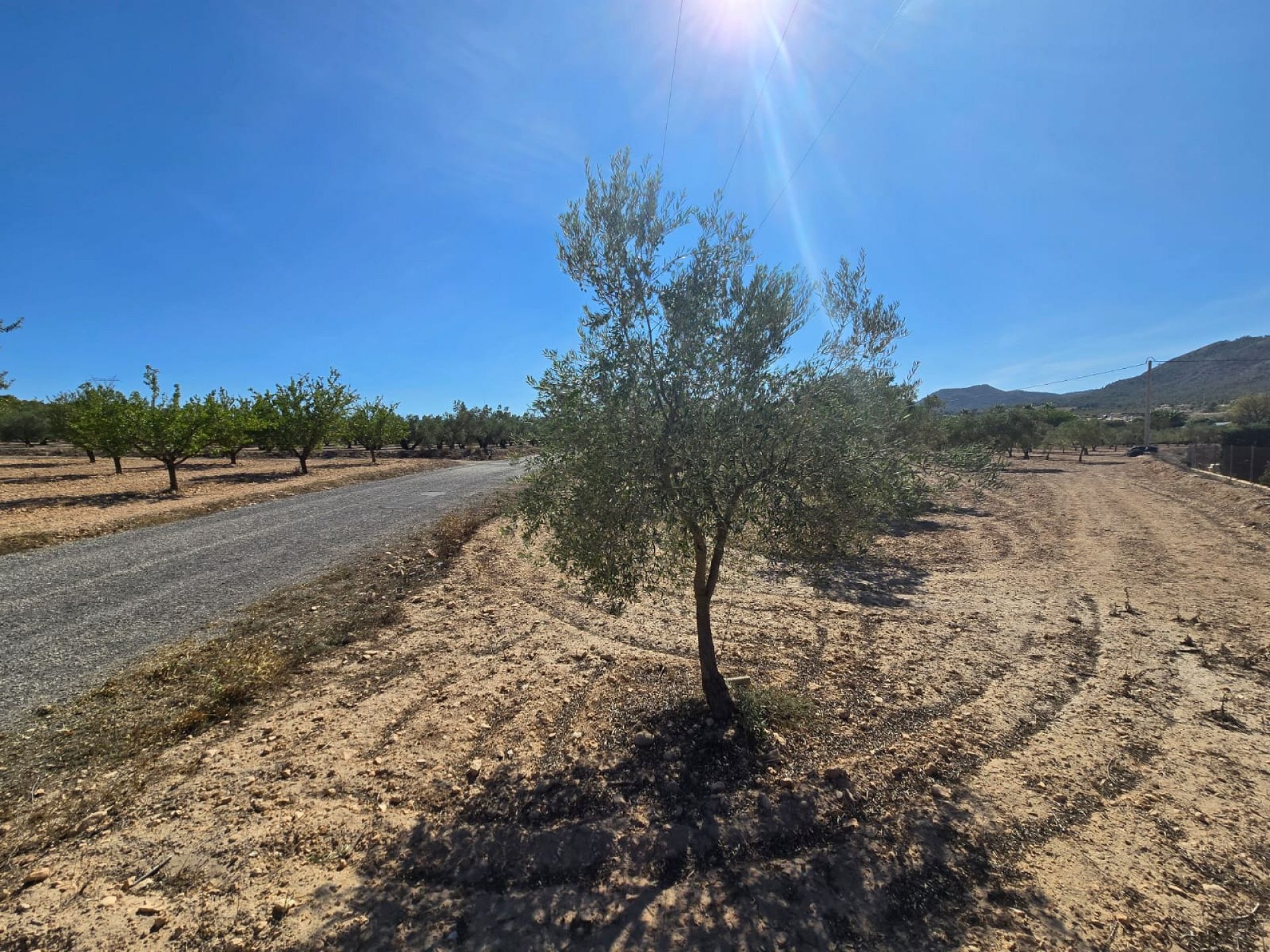 w_whatsapp-image-2025-09-12-at-16.31.47