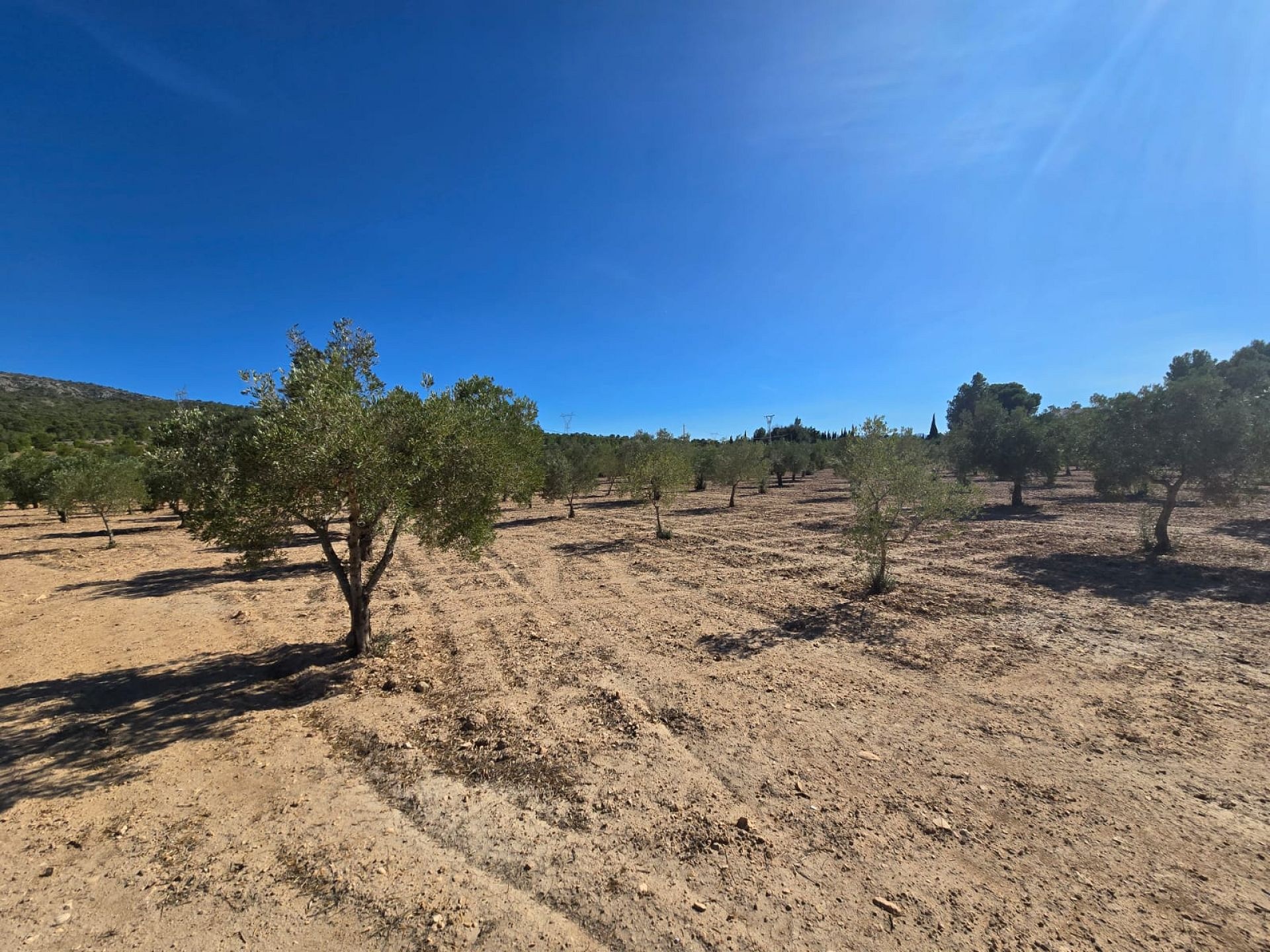 w_whatsapp-image-2025-09-12-at-16.35.08-1-