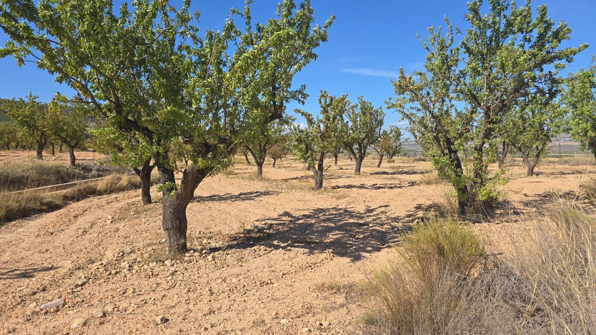 w_whatsapp-image-2025-09-12-at-16.49.53