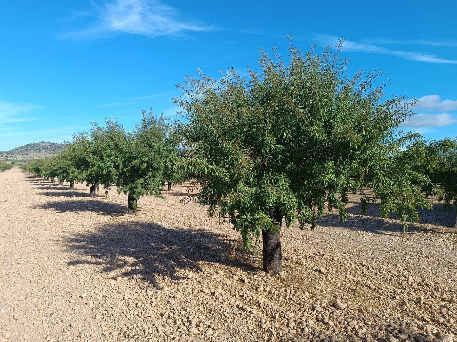 w_whatsapp-image-2025-09-24-at-13.37.42-1-