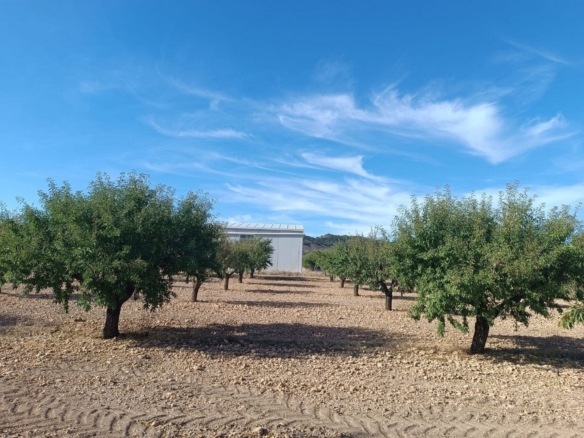 Grundstück in Yecla (Murcia)