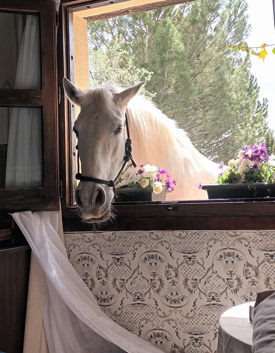 Pferdehaltung Alicante Finca mit REGA