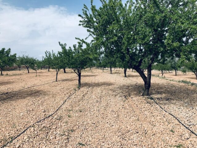 Grundstück in La Romana (Alicante)