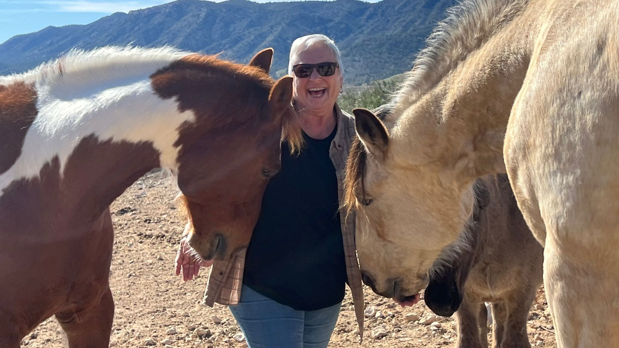 Pferde Immobilien Margret Traue